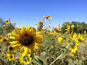 Kansas