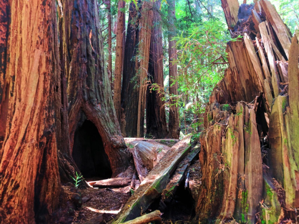 best forests in California