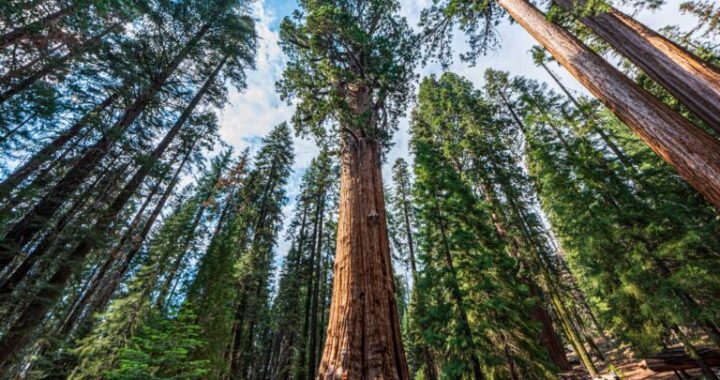 best forests in California