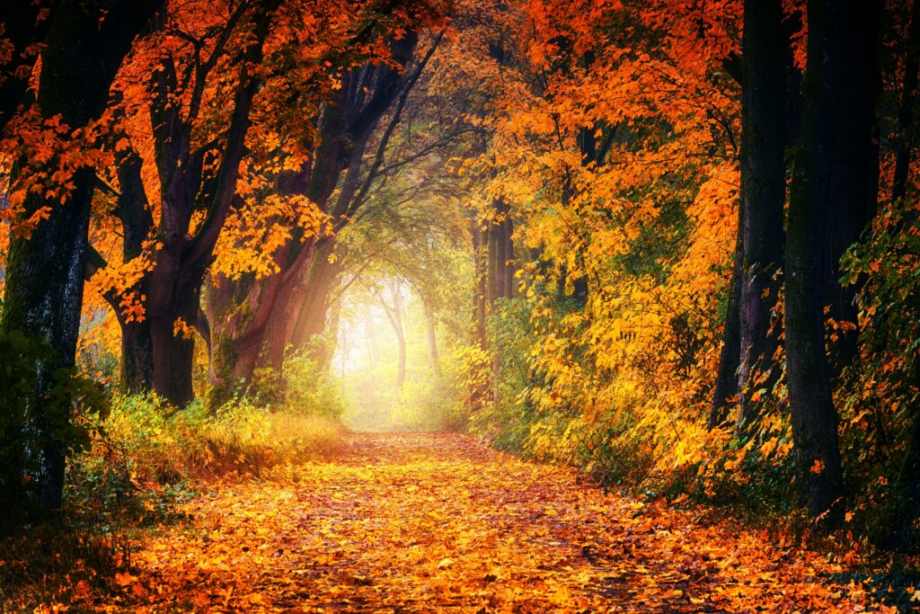 fall foliage in Maine