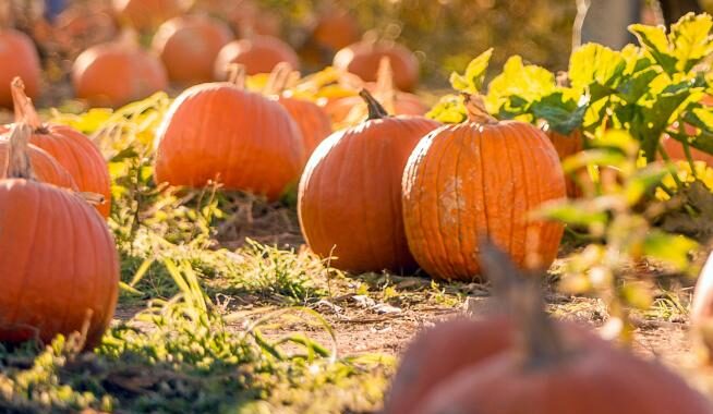 Fall Festivals in Nebraska