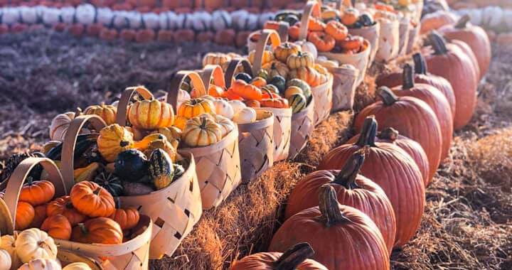 best fall festivals in Kansas