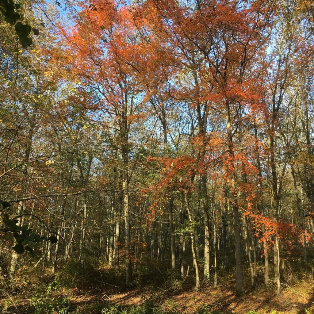 fall foliage in rhode island