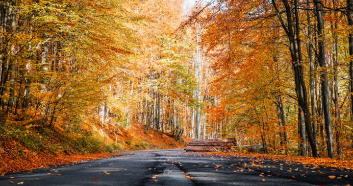 places to see fall foliage in Illinois