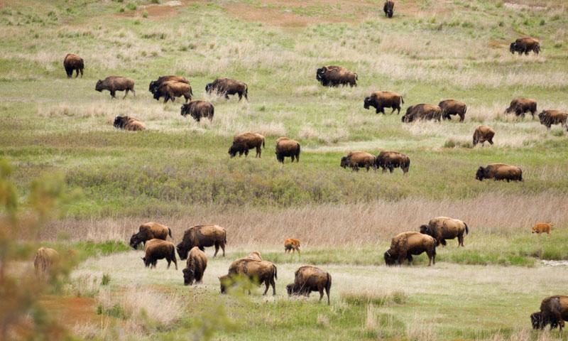 cskt bison range